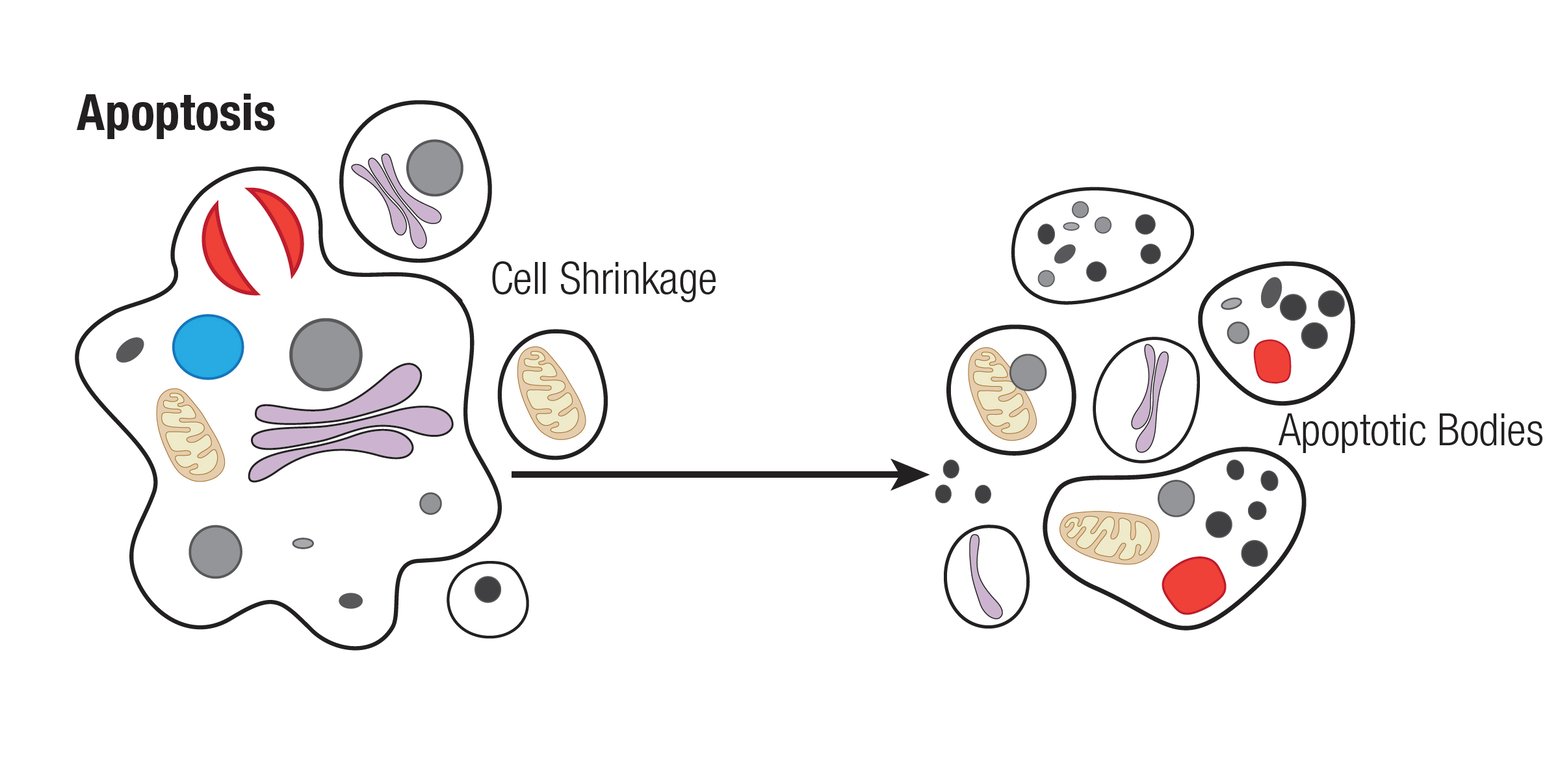 Mechanisms of cell death apoptosis